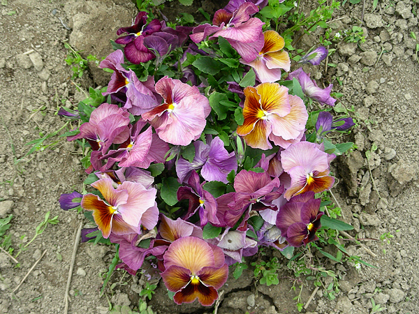 pansy in flower